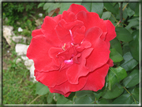 foto Fiori